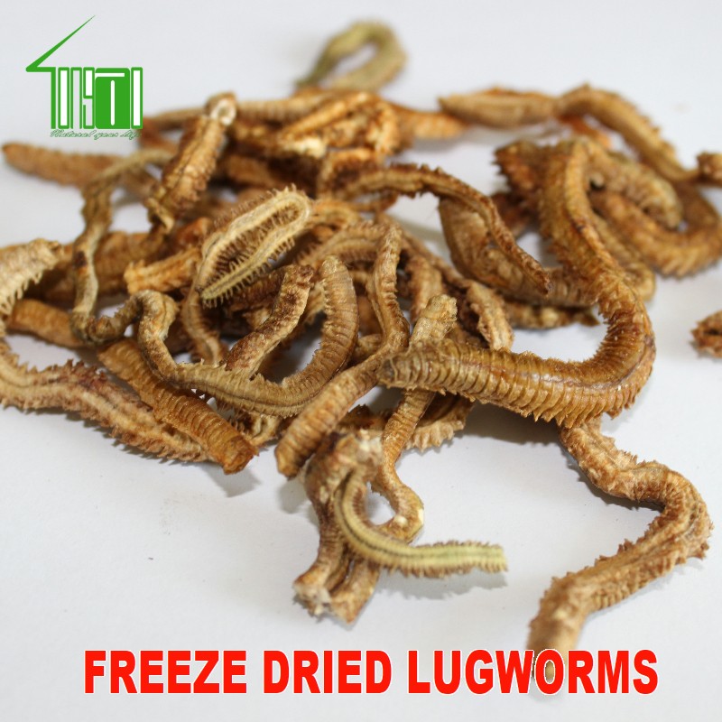 Freeze Dried Natural Baits Lugworms Sandworms