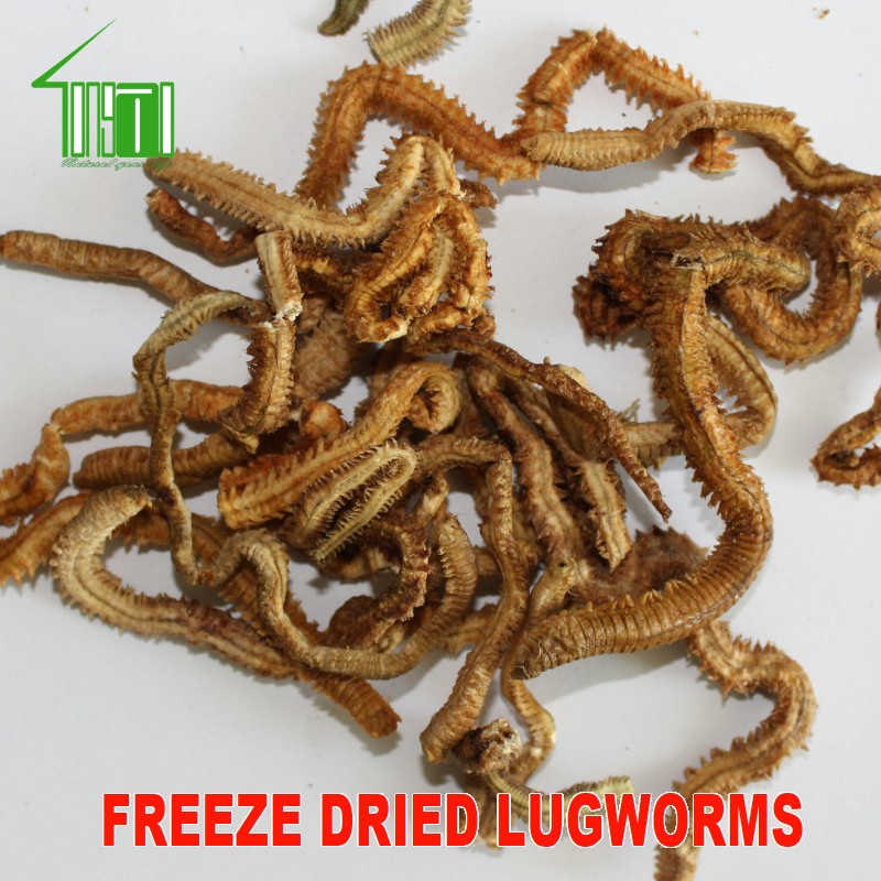 Freeze Dried Natural Baits Lugworms Sandworms